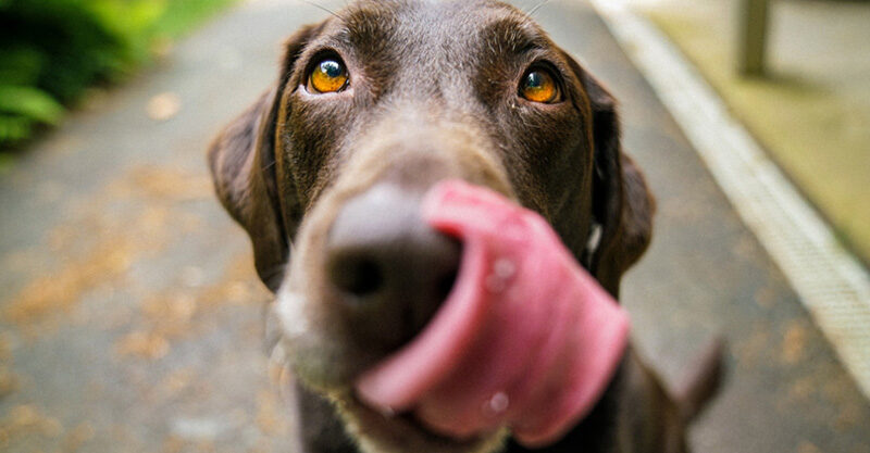 cachorro com a lingua de fora