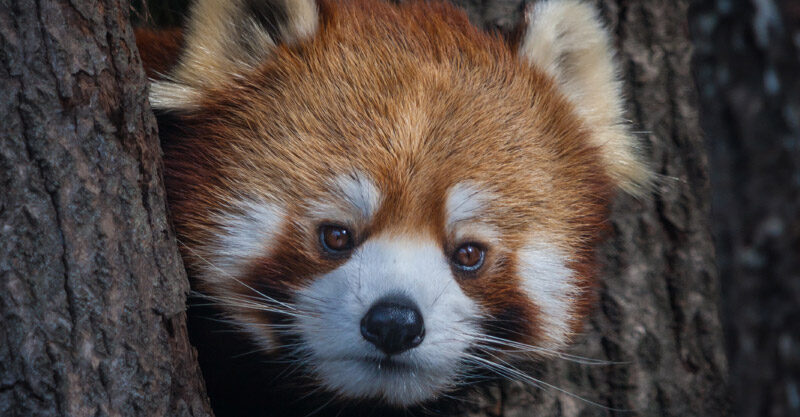 Panda-Vermelho