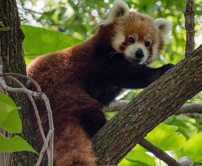 Panda-Vermelho