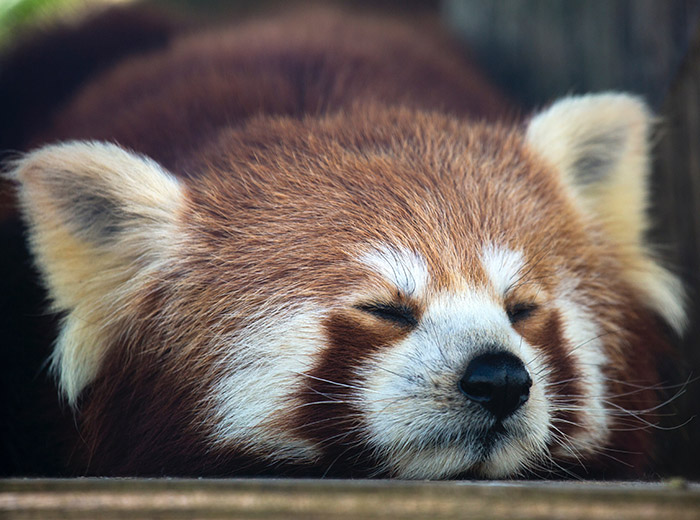 Panda-Vermelho dormindo