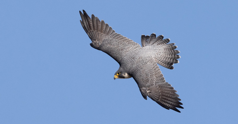 Falcão-peregrino voando