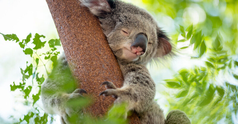 Coala dorme quantas horas por dia