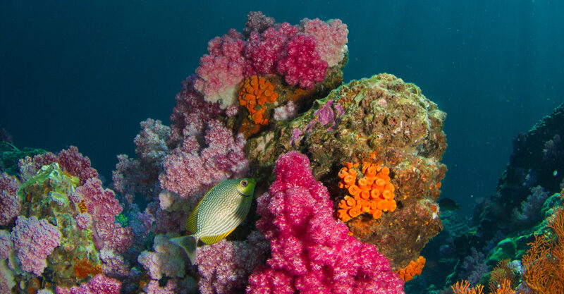 mar com fundo de coral