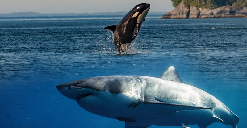 Tubarão branco e orca