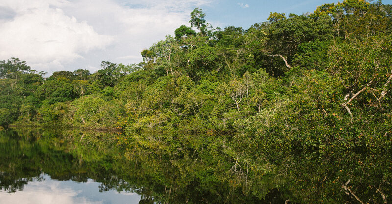 Foto da Amazônia com lago e árvores para representar ilustrativamente a área reconhecida pela UNESCO como patrimônio universal.