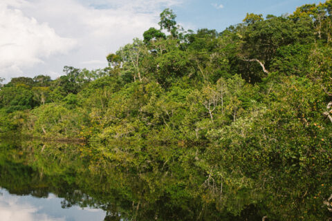 Foto da Amazônia com lago e árvores para representar ilustrativamente a área reconhecida pela UNESCO como patrimônio universal.